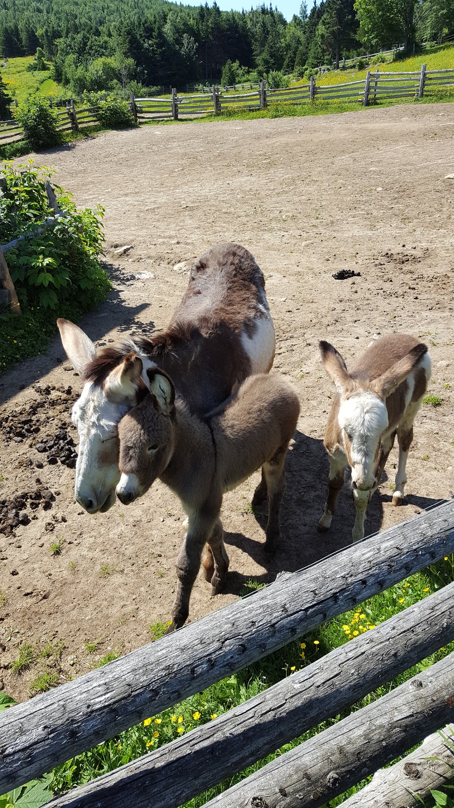 Ferme de l’Âne du Saint-Laurent | 975 Chem. de Port au Persil, Saint-Siméon, QC G0T 1X0, Canada | Phone: (418) 638-1264