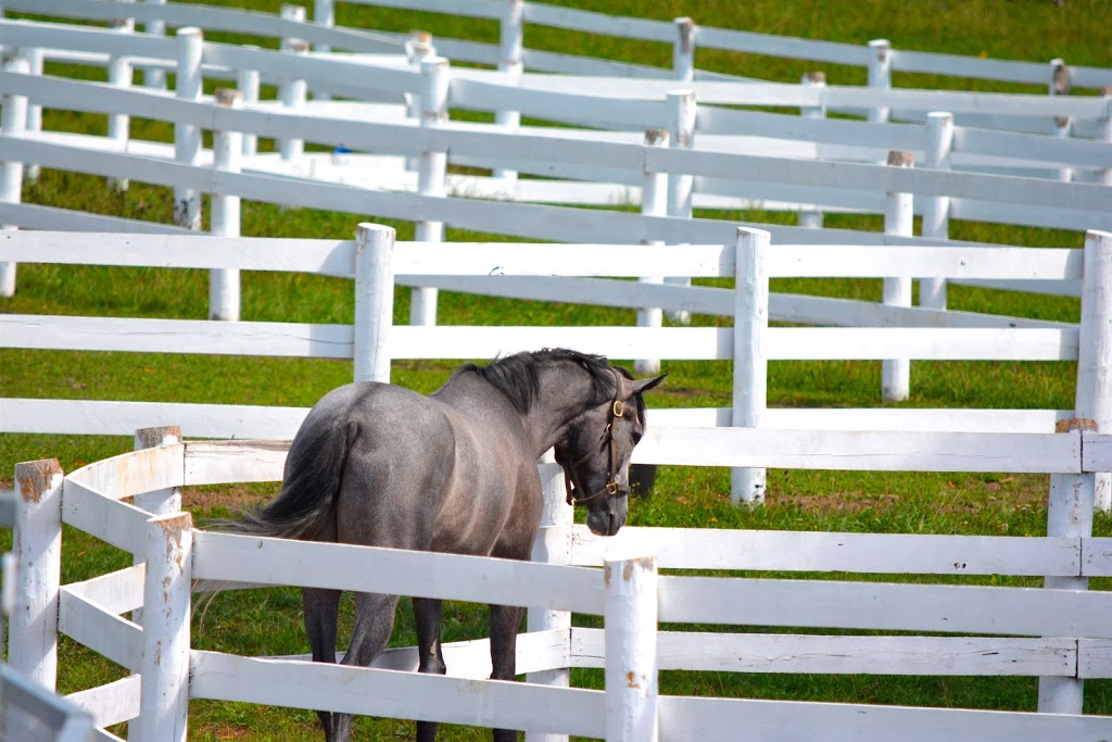 Maplehaven Equestrian centre | 180 Courtland St, Ramara, ON L3V 0K8, Canada | Phone: (416) 732-8408