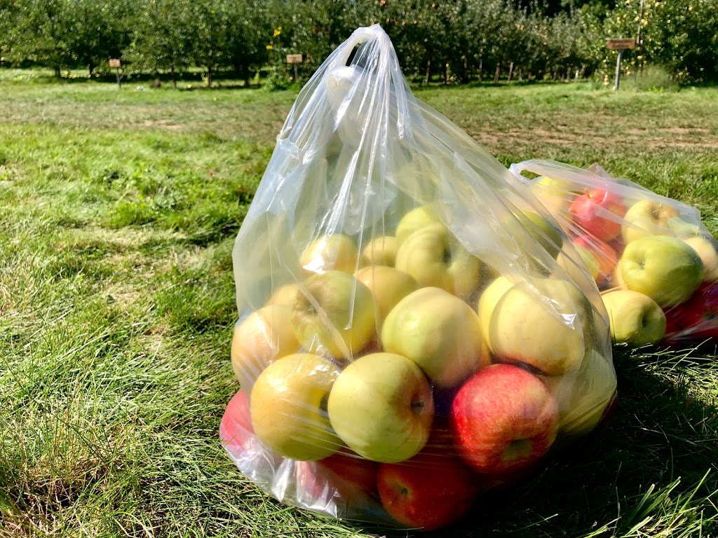 The Apple Orchard Inc. | 1668 ON-6, Hamilton, ON L8N 2Z7, Canada | Phone: (647) 456-6644