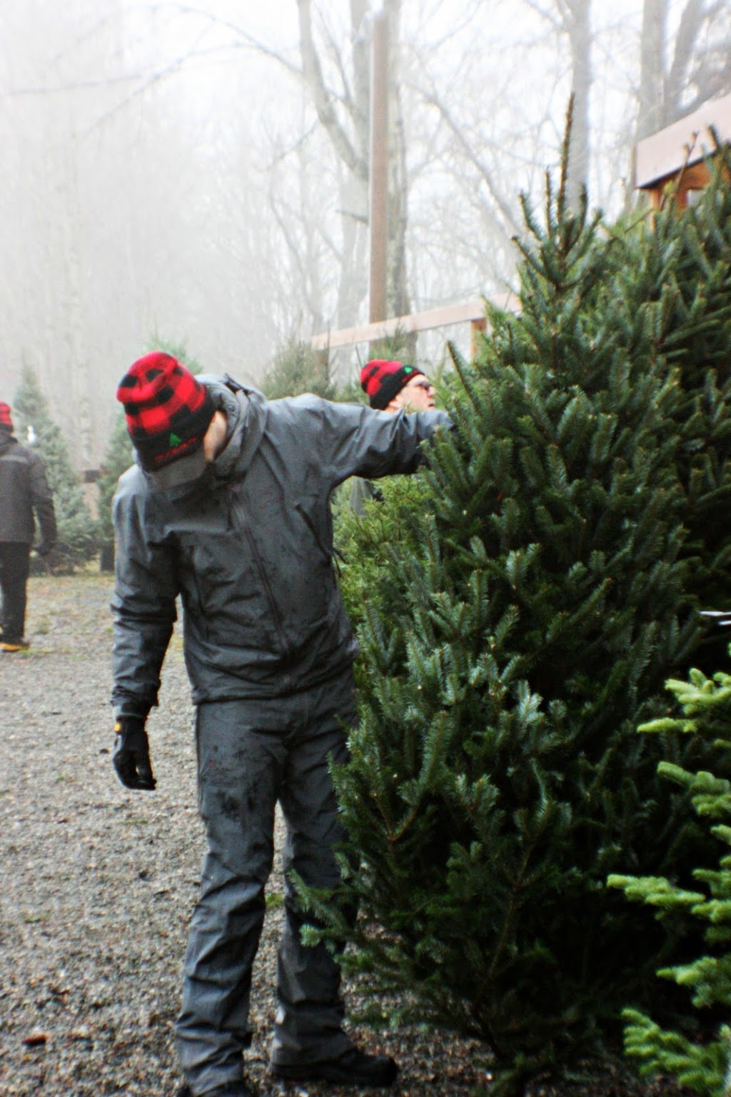 Woodsong Christmas trees | 701 Blatchford Rd, Lindell Beach, BC V2R 4X7, Canada | Phone: (604) 858-2275