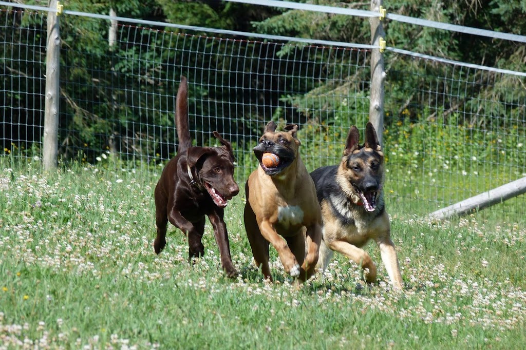 Centre Canin Bellechasse | 1050 4e Rang E, Saint-Nérée, QC G0R 3V0, Canada | Phone: (418) 243-3837