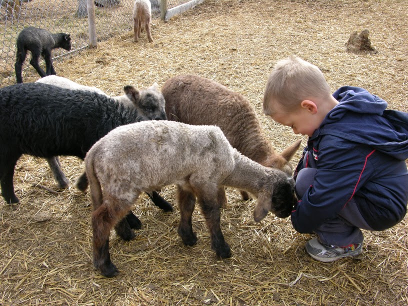 Butterfield Acres Petting Farm | 254077 Rocky Ridge Rd NW, Calgary, AB T3R 1A6, Canada | Phone: (403) 239-0638