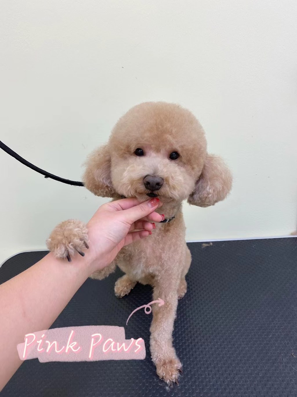 Pink Paws Pets Grooming | 900 Rathburn Rd W, Mississauga, ON L5C 4L2, Canada | Phone: (647) 686-1355