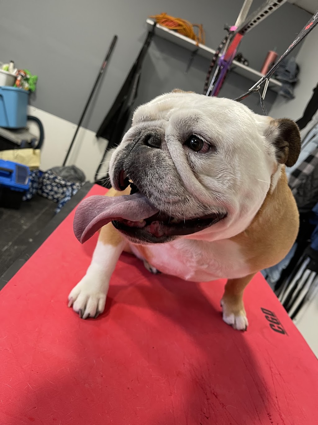 Royal Groomers and Daycare | 500 Royal Oak Dr NW #104, Calgary, AB T3G 0E8, Canada | Phone: (403) 208-4651