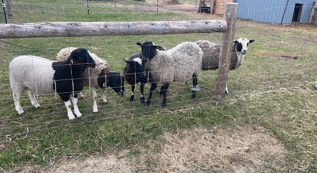 The Sheep Farm | 1324 E Quarter Line, Walsingham, ON N0E 1X0, Canada | Phone: (519) 635-9558