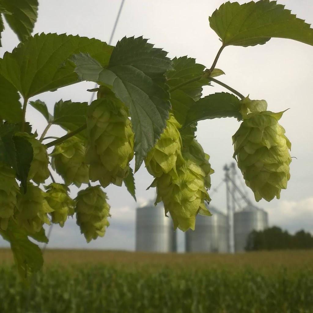 VQH Farms | Hop Farm | 56616 Eden Line, Eden, ON N0J 1H0, Canada | Phone: (519) 983-0783