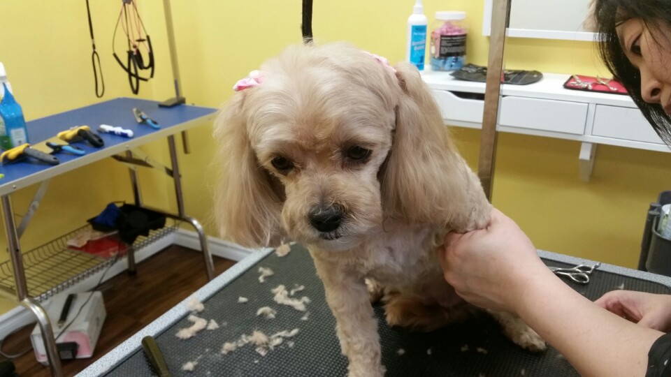 pawsitively pretty grooming | 2 Lakeshore Rd, St. Catharines, ON L2N 7E4, Canada | Phone: (905) 246-2367