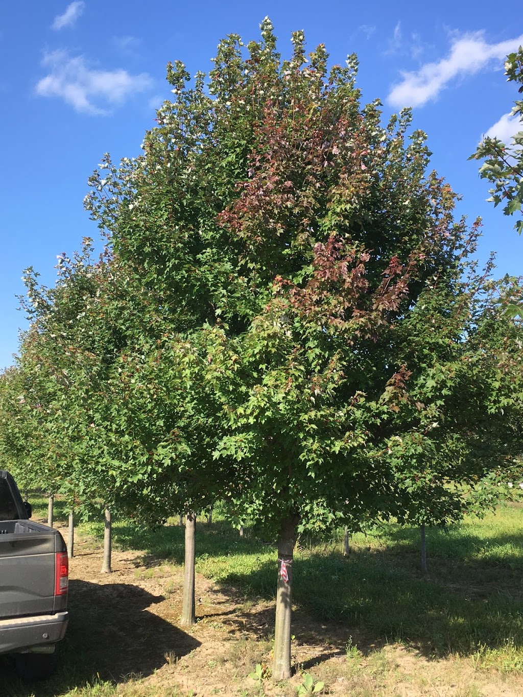 Treemaster Transplanters Ltd. | 3440 17th Sideroad, King City, ON L7B 1K4, Canada | Phone: (905) 773-2221