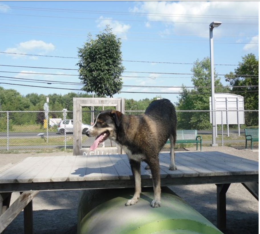 Parc canin de la Côte-Saint-Louis | 120, Chemin de la Côte-Saint-Louis E, Blainville, QC J7C 5W1, Canada