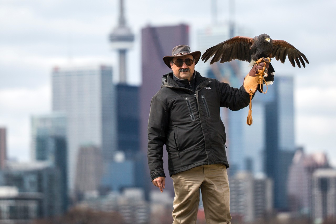 Hawkeye Bird and Animal Control & Falconry Experience Newmarket | 614 Walpole Crescent, Newmarket, ON L3X 2B4, Canada | Phone: (416) 429-5393