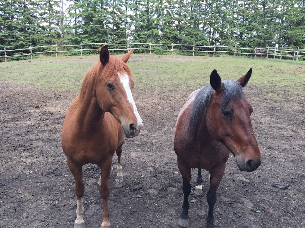 3 Painted Ponies | 19-27208, Township Rd 534, Spruce Grove, AB T7X 3N2, Canada | Phone: (780) 267-6199