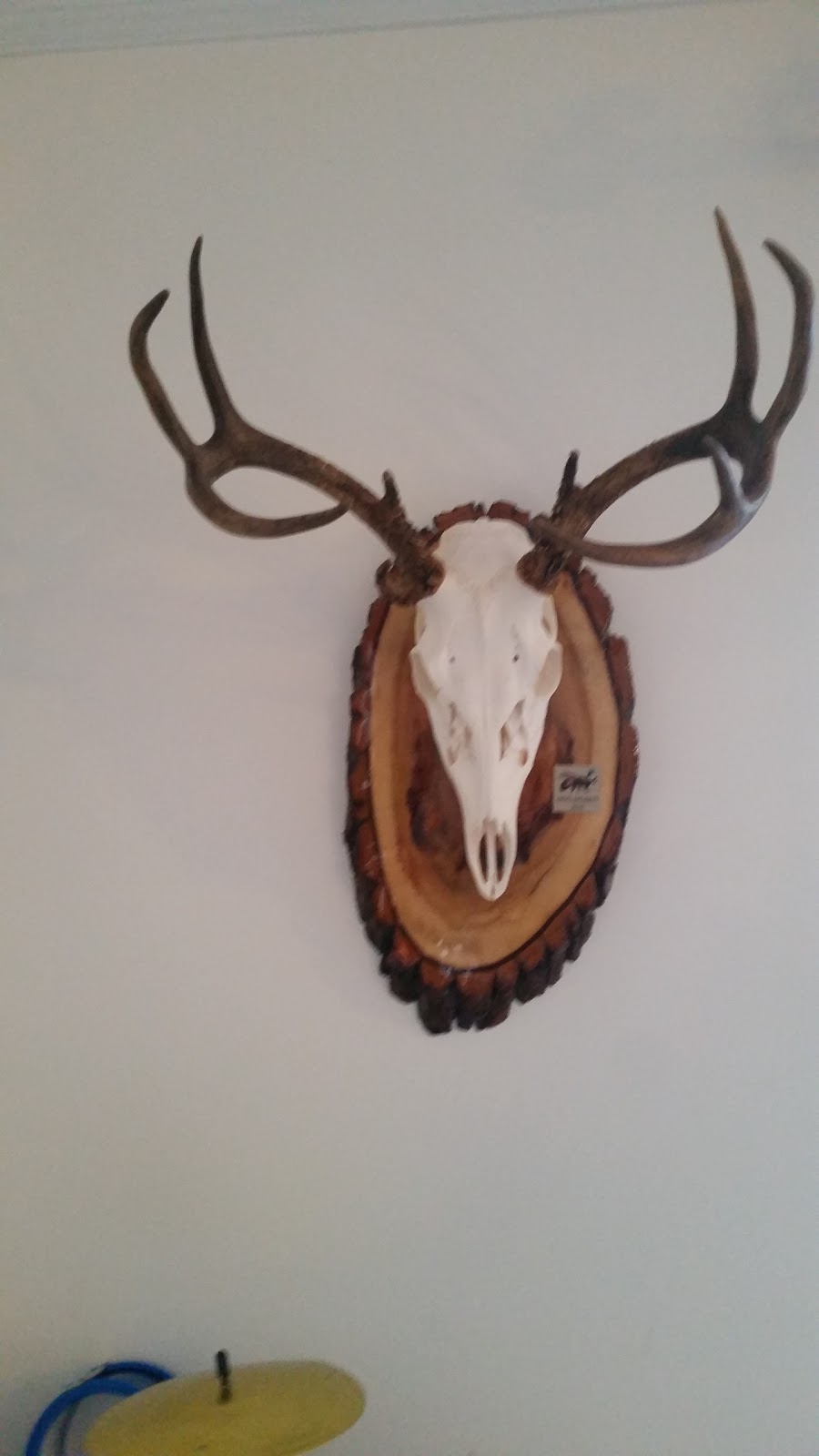 Abeille Taxidermiste Enr | 5640 Boulevard Kimber, Saint-Hubert, QC J3Y 2Z2, Canada | Phone: (450) 445-0835