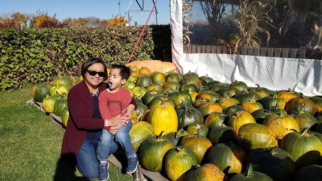 Kraay Family Farm, Home of the Lacombe Corn Maze, inc. | Site 6 Box 9 RR 1, Lacombe, AB T4L 2N1, Canada | Phone: (403) 302-1709