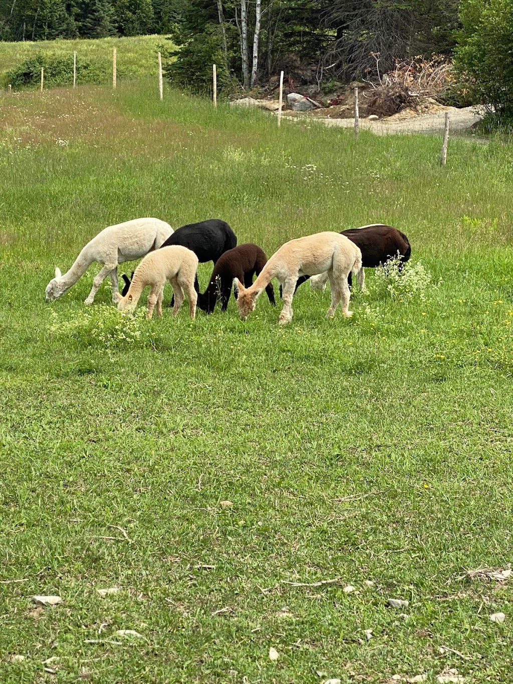 Ferme MarieBob | 104 Rue de la Frontière E, Rivière-Bleue, QC G0L 2B0, Canada | Phone: (418) 551-5766