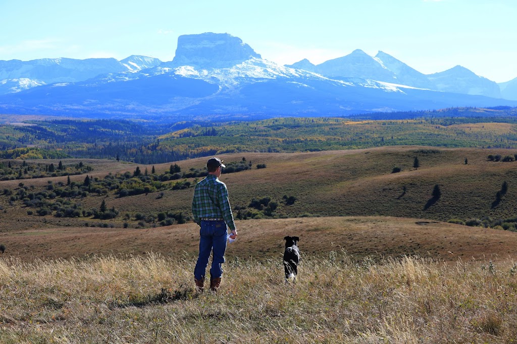 Rafter Lazy S Livestock INC | Box 4, 4 St W Site 4, Cardston, AB T0K 0K0, Canada | Phone: (403) 892-5049