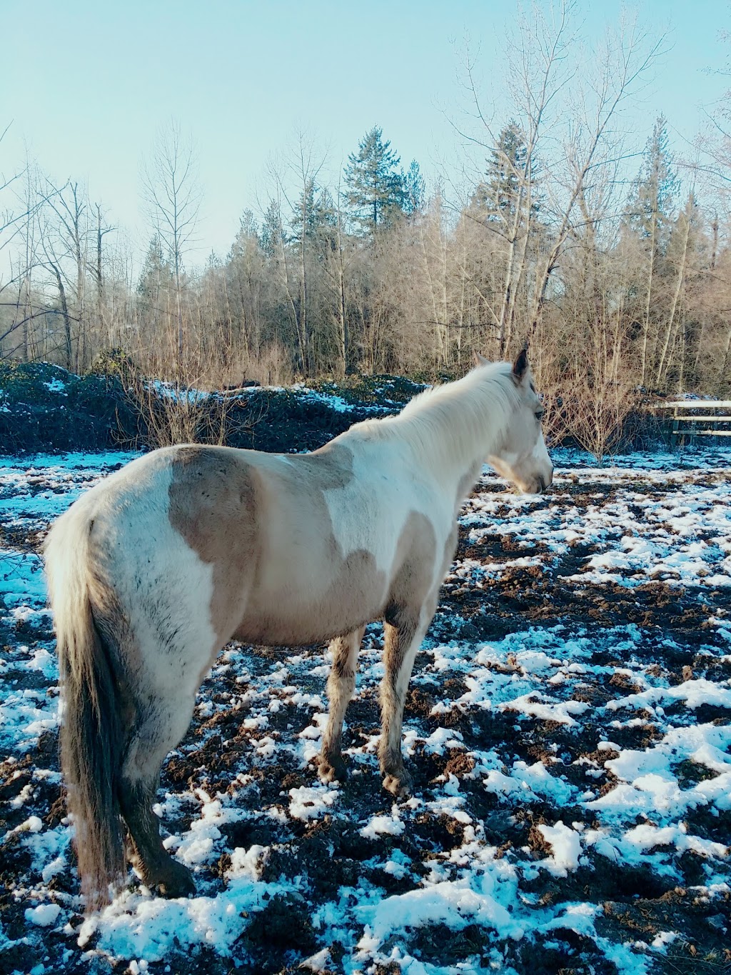 Sunny Riding Stables | 8020 216 St, Langley City, BC V2Y 2C7, Canada | Phone: (778) 896-3797