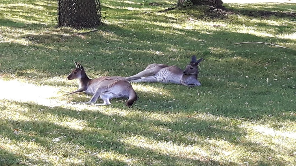 Kangaroo Exhibit | 2000 Meadowvale Rd, Scarborough, ON M1B 5K7, Canada | Phone: (416) 392-5929