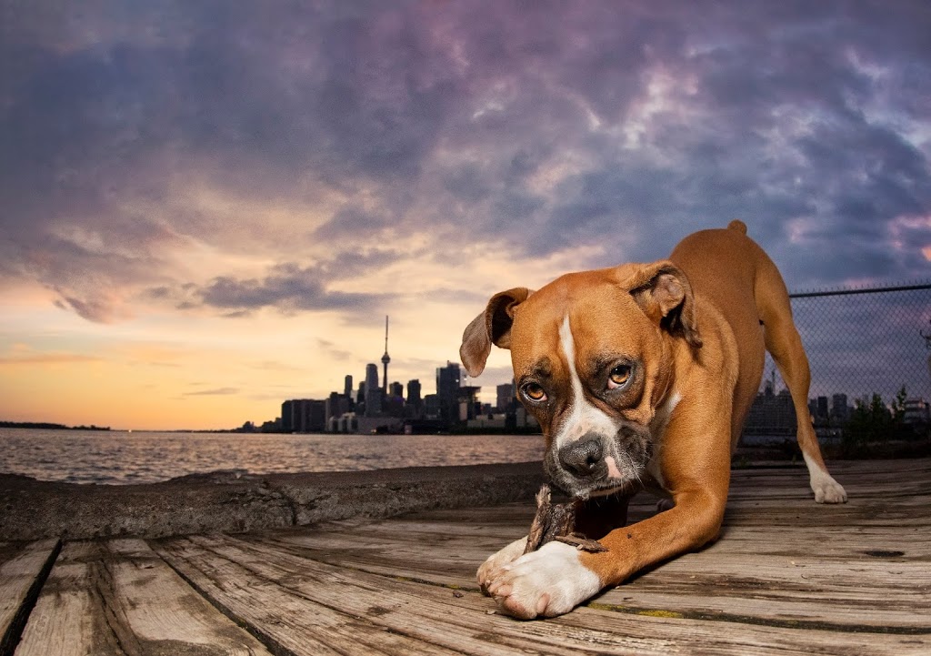 Balmy Beach Pet Hospital & House Call Services | 2212 Queen St E, Toronto, ON M4E 1E9, Canada | Phone: (647) 983-2400