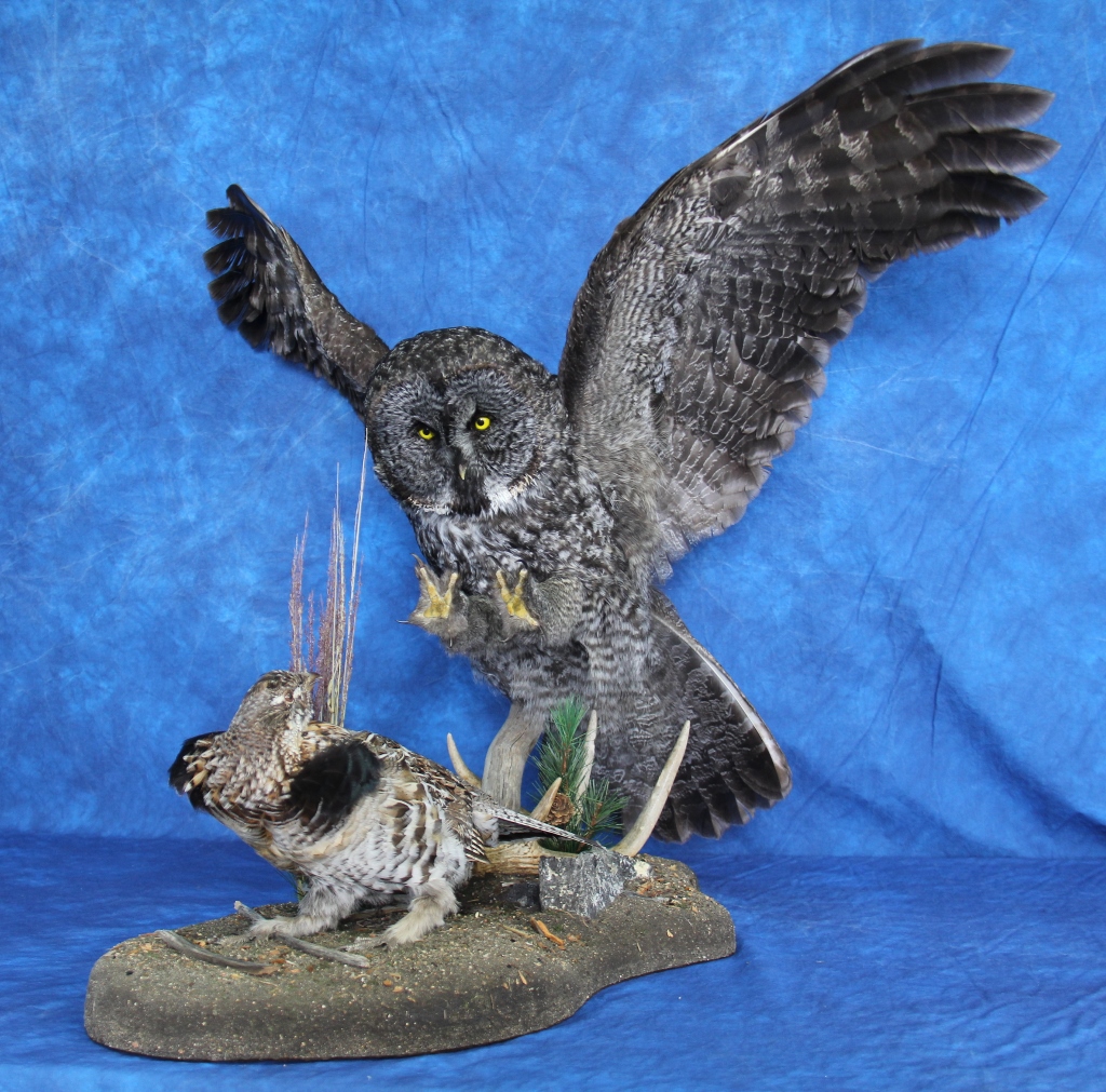 Mountain View Taxidermy | 102 Beech Crescent, Olds, AB T4H 1M1, Canada | Phone: (403) 556-6644