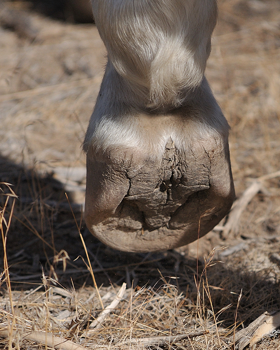 Okanagan School of Natural Hoof Care | 5981 Old Vernon Rd, Kelowna, BC V1X 7V2, Canada | Phone: (250) 869-7861