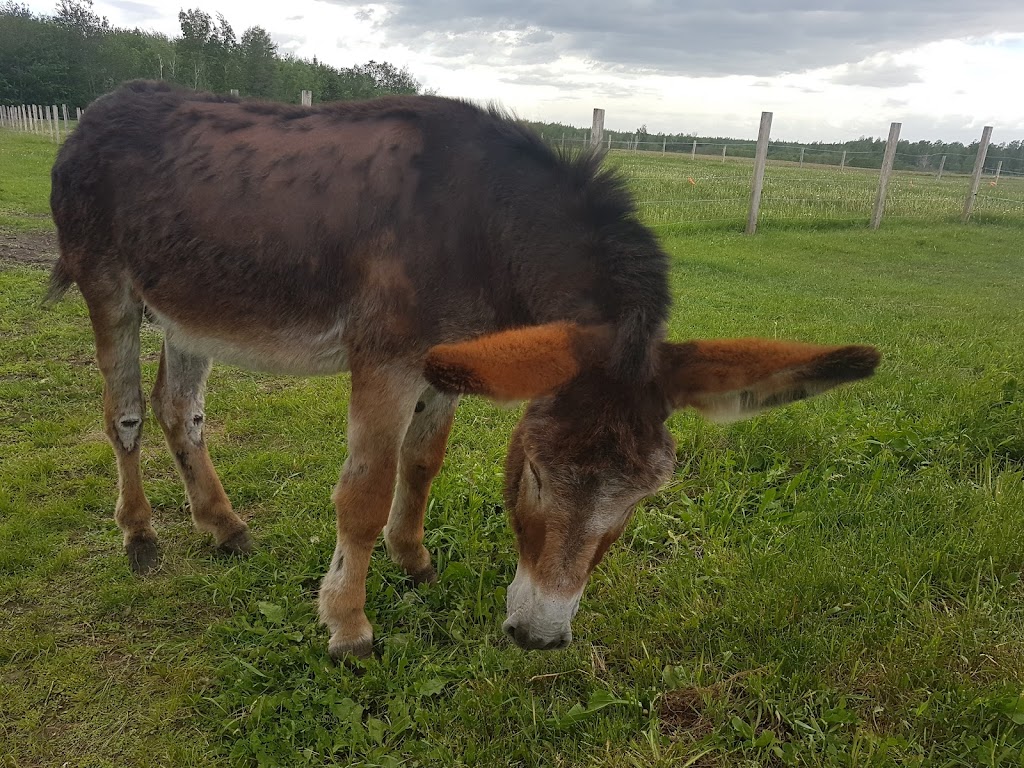 La ferme Pélipa | 1120 Rue Saint-Aimé, Saint-Lambert-de-Lauzon, QC G0S 2W0, Canada | Phone: (581) 888-1452