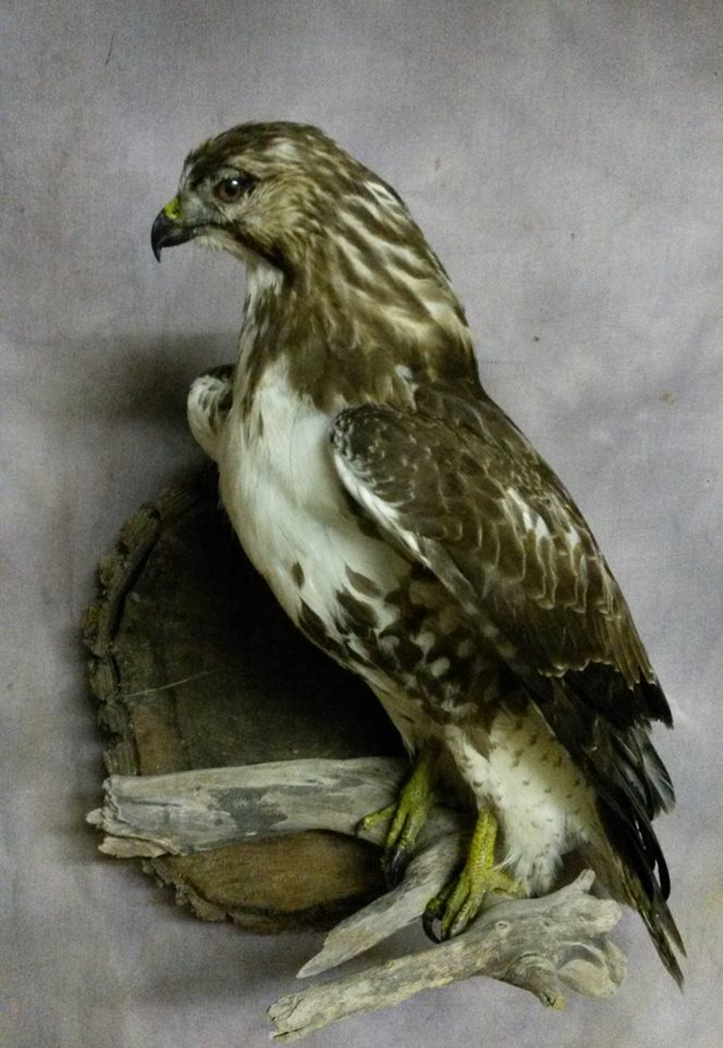 Forest City Taxidermy | 245 Hamilton Crescent, Dorchester, ON N0L 1G4, Canada | Phone: (519) 520-3024