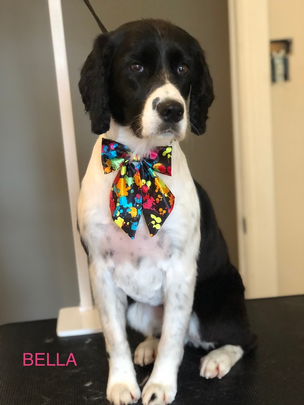 Megan’S’paw Dog Grooming | 1589 King St #2, Prince Albert, ON L9L 1C2, Canada | Phone: (905) 449-4066