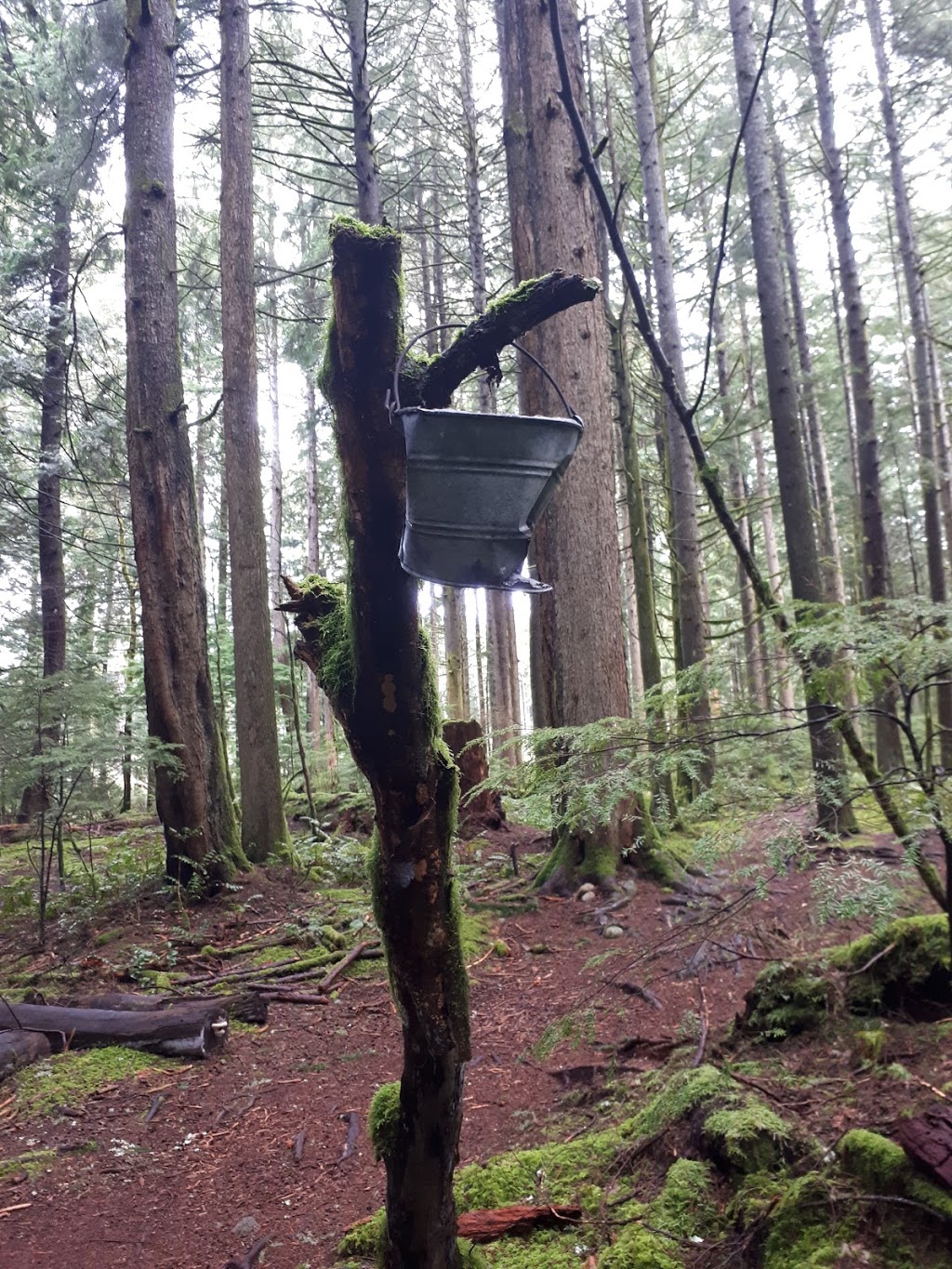 Ray Peters Trail | Squamish, BC V0N 1H0, Canada