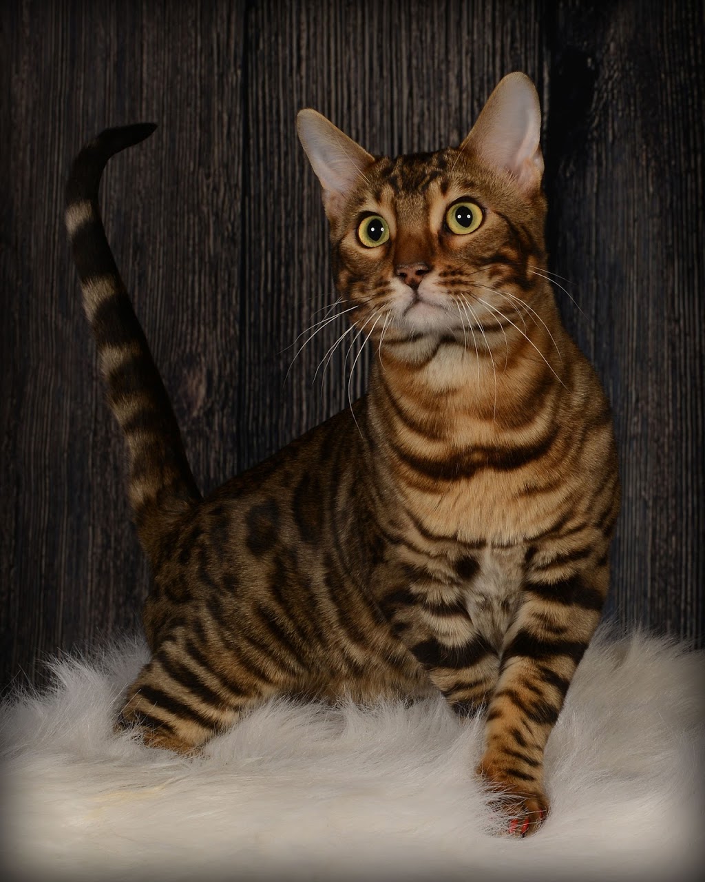 Bucephale Bengal | Quebec City, QC, Canada | Phone: (581) 983-1671