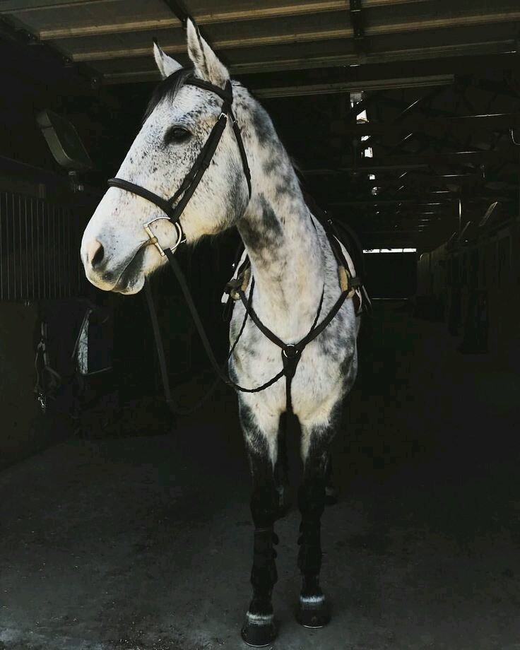 Centre Equestre Rosa Bella | 100 Chemin du Coteau-de-Trèfle S, Saint-Jean-sur-Richelieu, QC J2W 1B6, Canada | Phone: (514) 703-6697