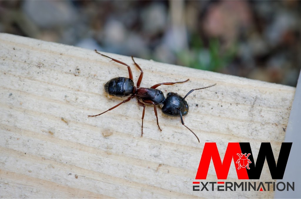 MW Extermination Bromont | 1381 Rue Shefford, Bromont, QC J2L 1J6, Canada | Phone: (450) 534-3700