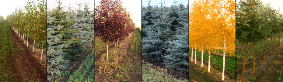 Mattson Tree Farm | 331252 Range Road 22, Box 19 Site 1 RR2, Olds, AB T4H 1P3, Canada | Phone: (403) 556-2965