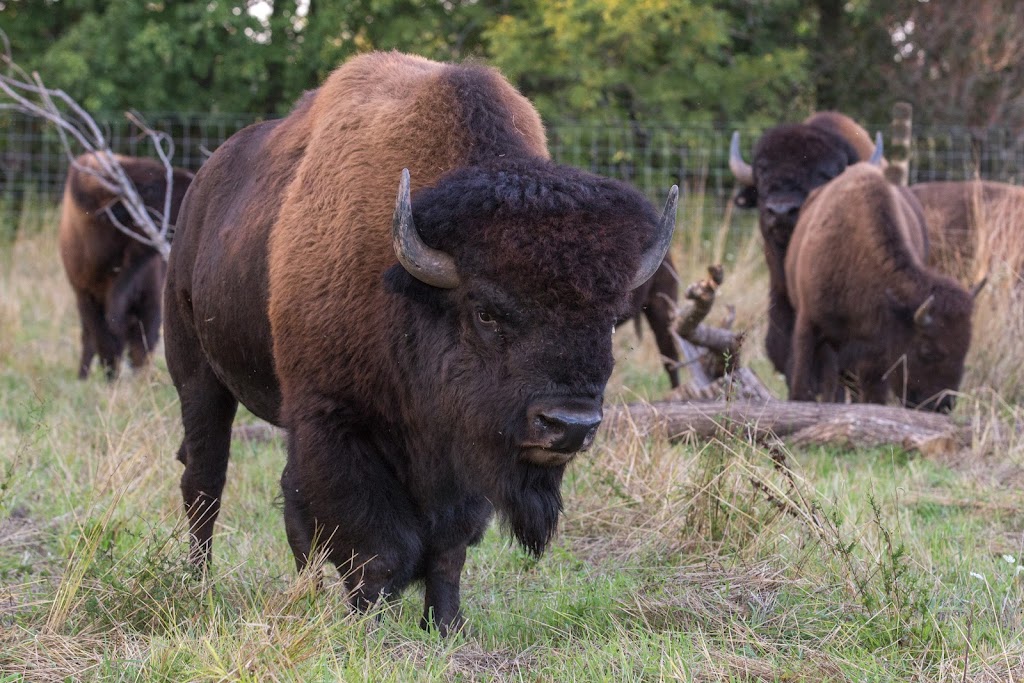 Snowy Creek Bison | 259105 Sarawak Keppel Townline, Kemble, ON N0H 1S0, Canada | Phone: (519) 374-3862