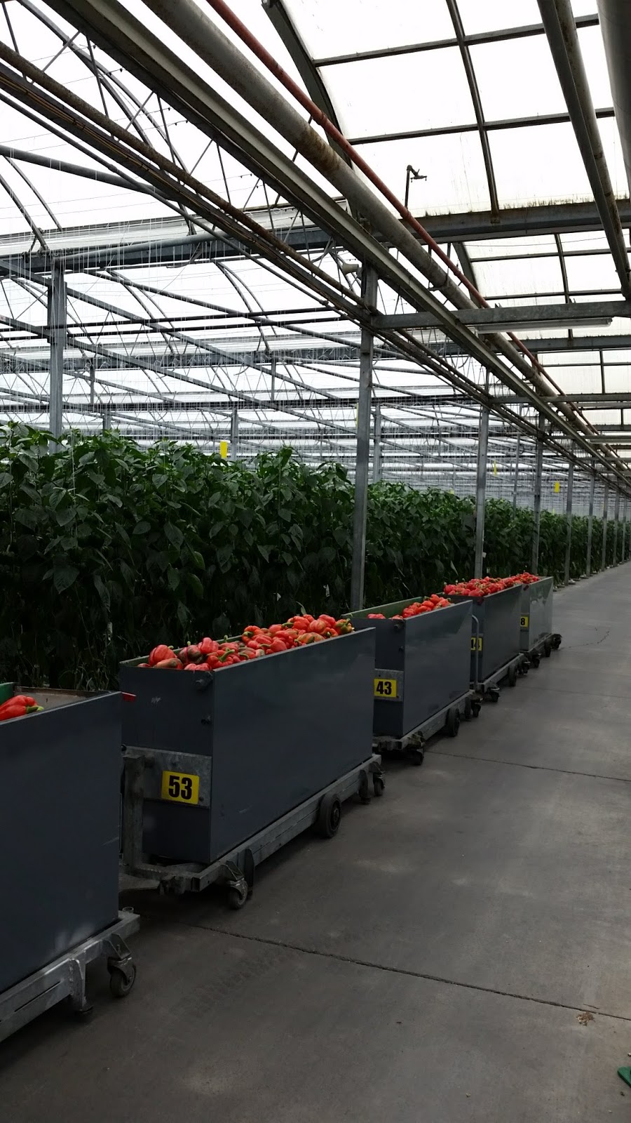 Southshore Greenhouses Inc | 1758 Seacliff Dr, Kingsville, ON N9Y 2M6, Canada | Phone: (519) 326-2926