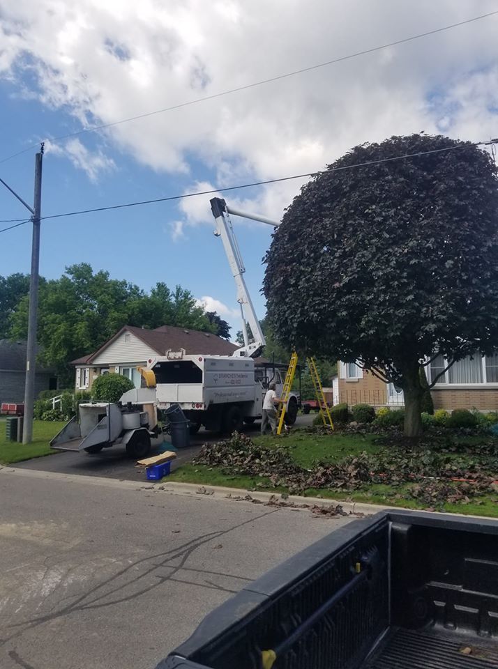 Branches Tree Service | 3165 Lambs Rd, Bowmanville, ON L1C 6J7, Canada | Phone: (905) 432-1422