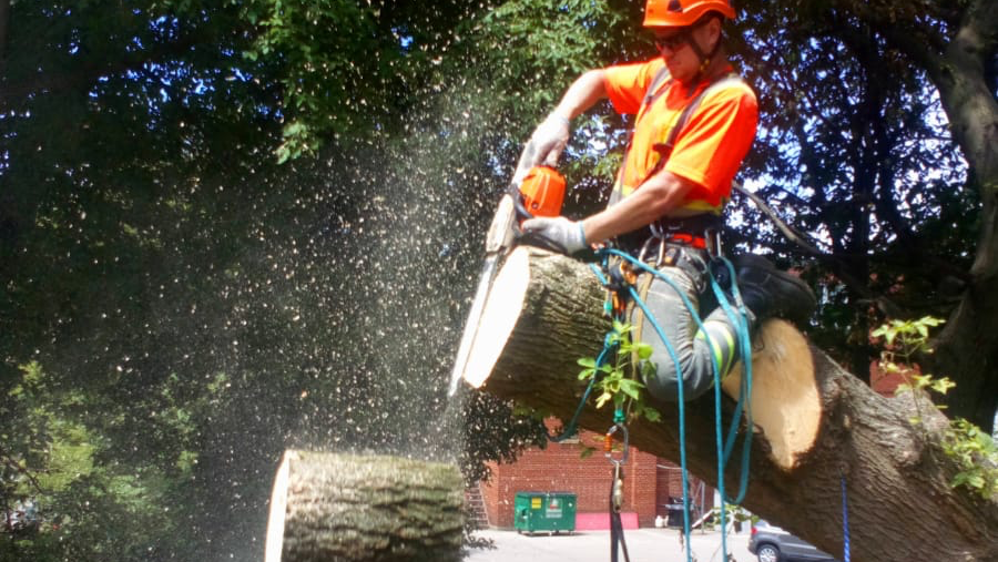 All Way Services/ Professional Tree Service Company | 466 The Kingsway, Etobicoke, ON M9A 3W4, Canada | Phone: (416) 907-2107