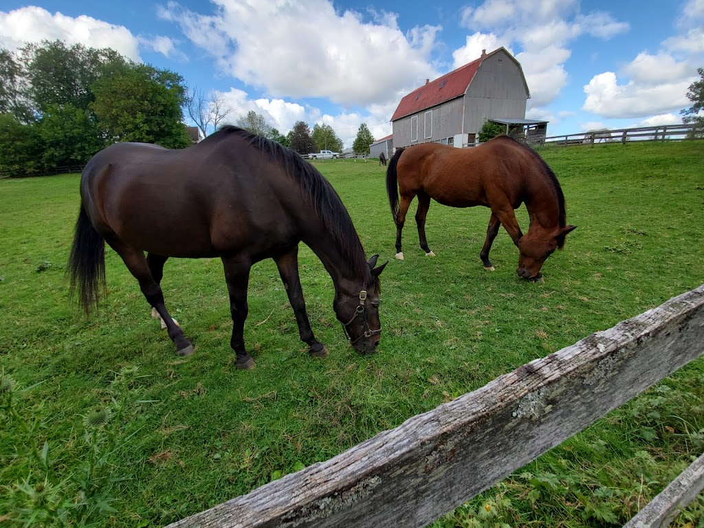 Sweet Acres Pigs Sanctuary | 2798 Vivian Rd, Whitchurch-Stouffville, ON L4A 2N5, Canada | Phone: (416) 805-6697