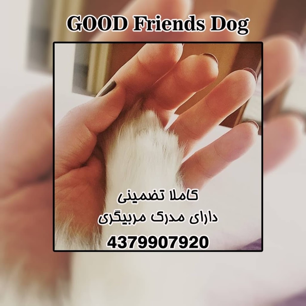 Dog Friends Good | 43 Palmer Ave, Richmond Hill, ON L4C 1N6, Canada | Phone: (437) 990-7920