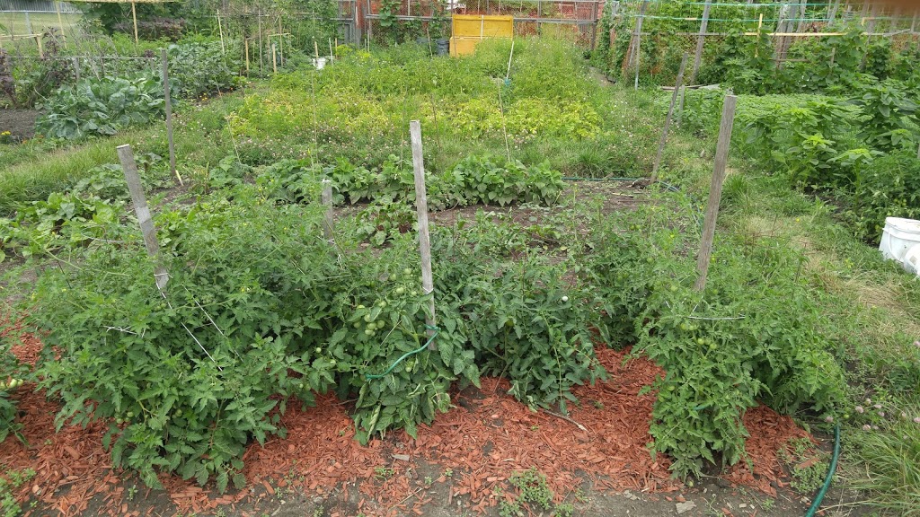 Givendale Allotment Gardens | 1 Givendale Rd, Toronto, ON M1P, Canada | Phone: (416) 392-8188