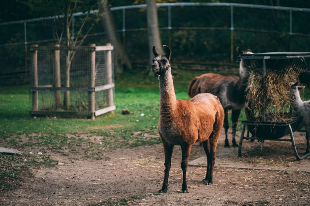 High Park Zoo | Toronto, ON M6R, Canada | Phone: (416) 338-4386