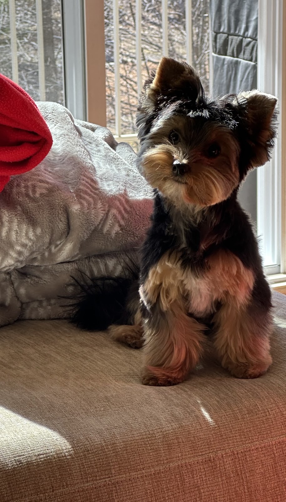 Yorkie et compagnons | 652 Rang Ste Thérèse, Saint-Rémi, QC J0L 2L0, Canada | Phone: (514) 778-6881