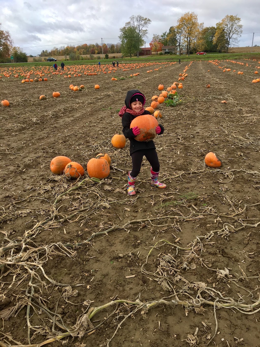 Ferguson Berries And Vegetables | 11026 Wellington Rd, St. Thomas, ON N5P 3T1, Canada | Phone: (519) 631-6589