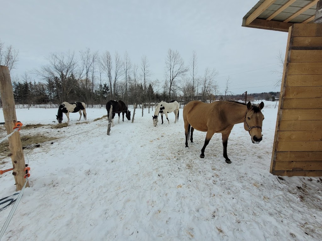 Écurie du lac | 1445 Chem. de la Belle Rivière, Sainte-Julie, QC J3E 1Y2, Canada | Phone: (514) 710-1447