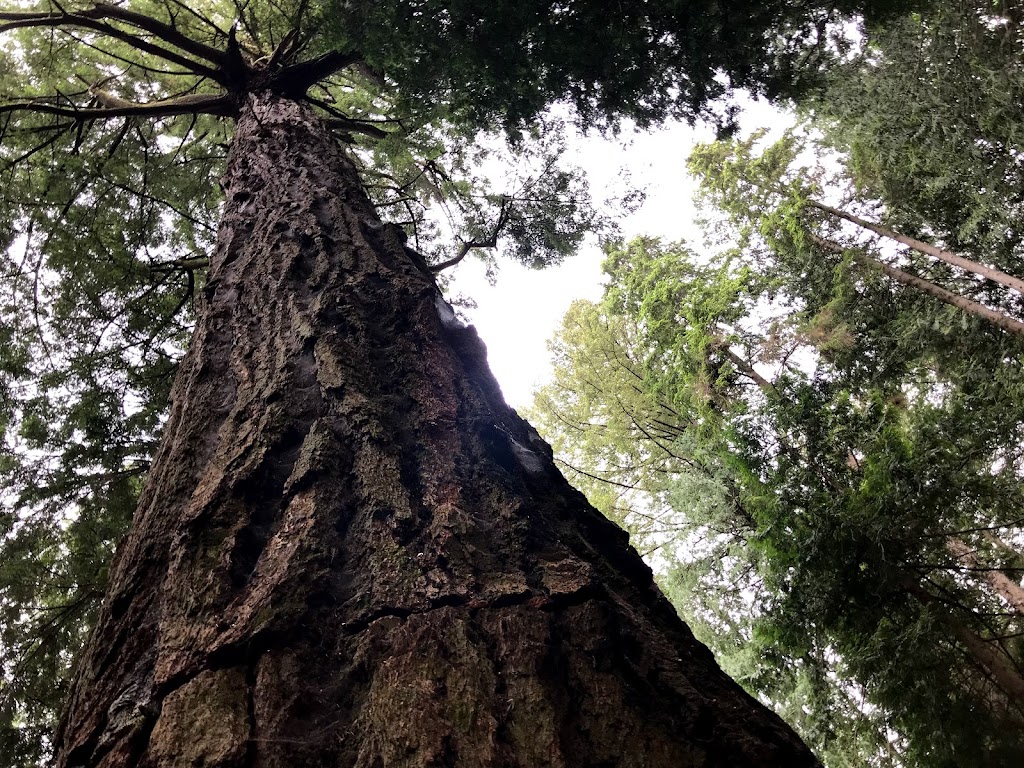 Opa - The Ancient Tree | 1599 Smith Rd #1401, Bowen Island, BC V0N 1G2, Canada | Phone: (604) 947-9816