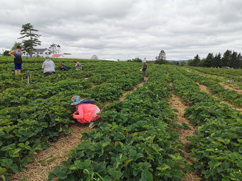 WALKERS STRAWBERRY FARM U-PICK | 837 Rt 880 Lower Millstream, Lower Millstream, NB E5P 3H7, Canada | Phone: (506) 433-1018