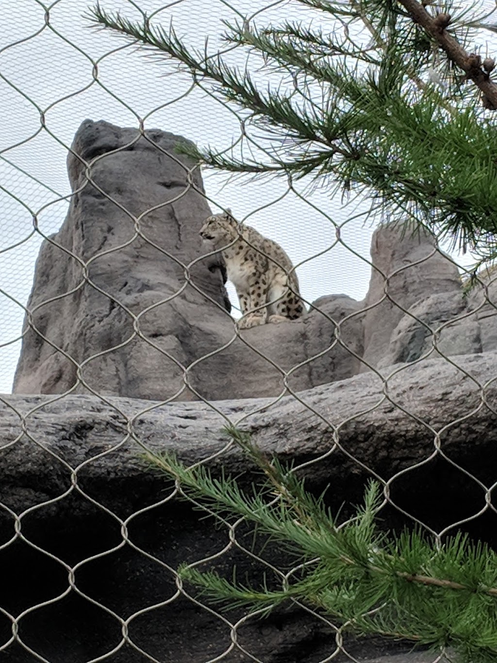 Snow Leopard Exhibit | 2000 Meadowvale Rd, Scarborough, ON M1B 5K7, Canada | Phone: (416) 392-5929