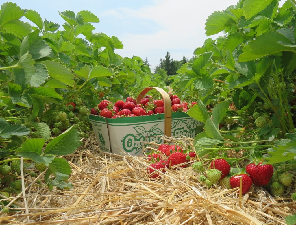 Fenwick Berry Farm: Barn & Retail (Berry Fresh Farms) | 1760 Balfour St, Fenwick, ON L0S 1C0, Canada | Phone: (905) 892-8231