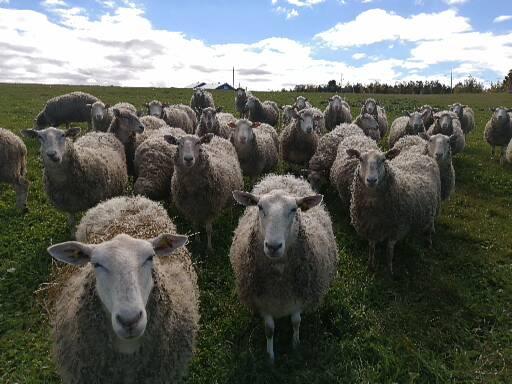 Ferme ViGo | 12 6e Rang, St-ONÉSIME, QC G0R 3W0, Canada | Phone: (418) 856-2082