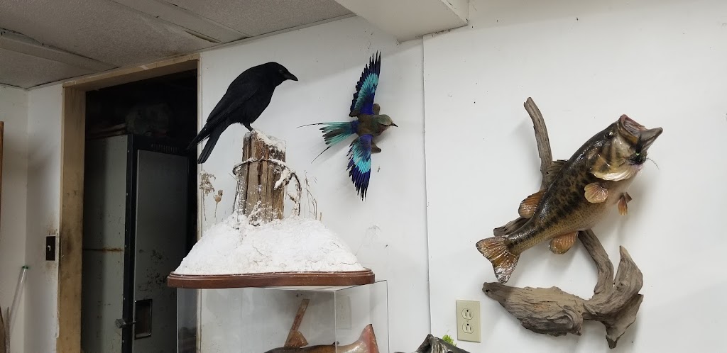 Jims Wild Life Taxidermy | 67 Lower Horning Rd, Hamilton, ON L8S 3E9, Canada | Phone: (905) 529-1995