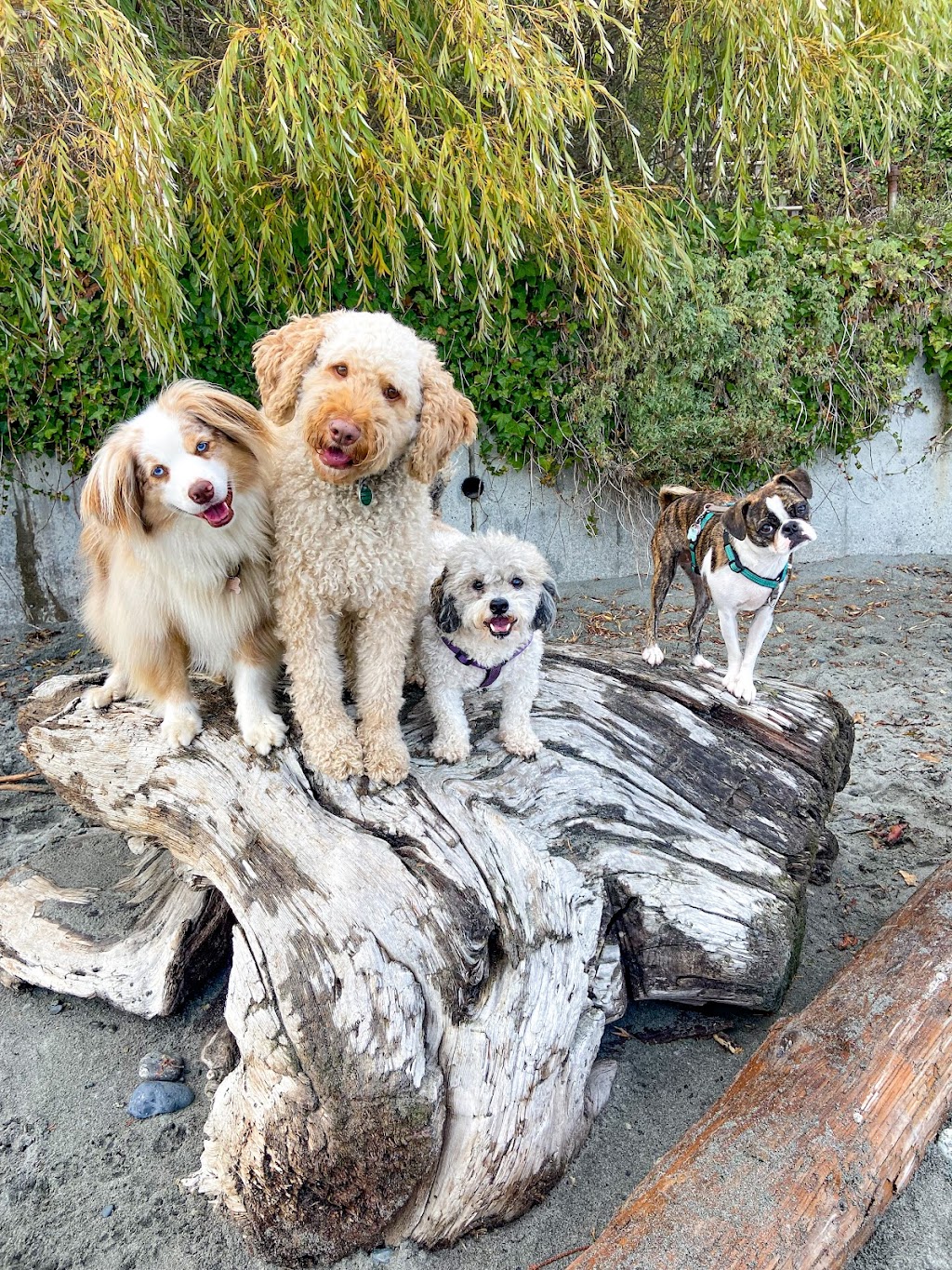 Nugget and Friends Dog Walking & Pet Services | 951 Doumac Ave, Victoria, BC V8Y 1M5, Canada | Phone: (250) 886-8199